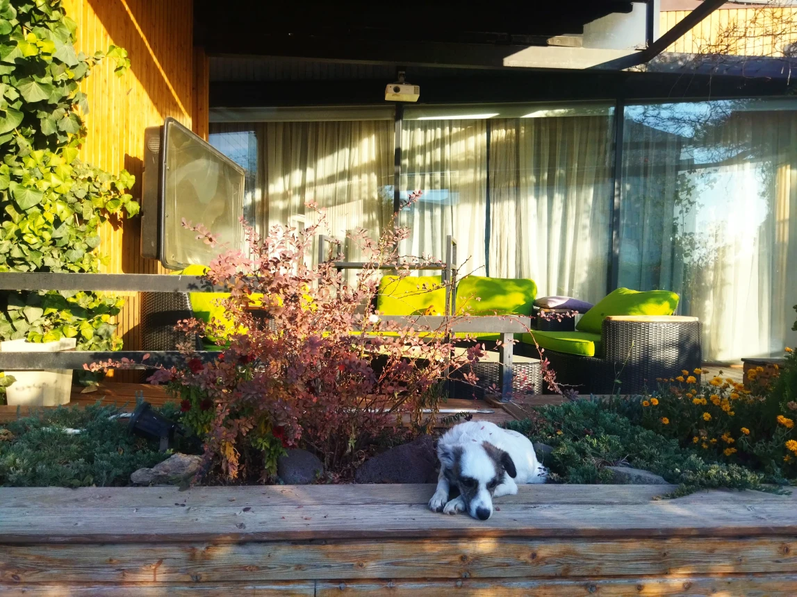 Top Dog